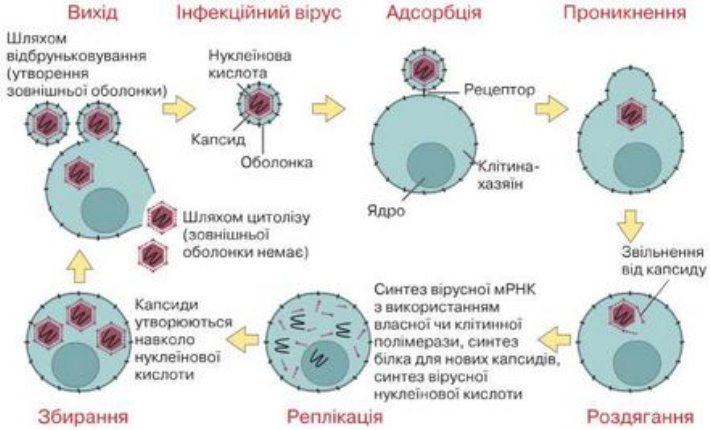 Ð ÐµÐ·ÑÐ»ÑÑÐ°Ñ Ð¿Ð¾ÑÑÐºÑ Ð·Ð¾Ð±ÑÐ°Ð¶ÐµÐ½Ñ Ð·Ð° Ð·Ð°Ð¿Ð¸ÑÐ¾Ð¼ "ÑÑÐµÐ¼Ð° ÑÐ¾Ð·Ð¼Ð½Ð¾Ð¶ÐµÐ½Ð½Ñ Ð²ÑÑÑÑÑÐ²"